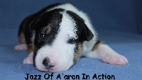 JAZZ OF A'ARON IN ACTION