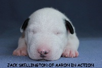 JACK SKELLINGTON OF A'ARON IN ACTION