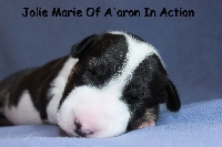 JOLIE MARIE OF A'ARON IN ACTION