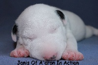 JANIS OF A'ARON IN ACTION